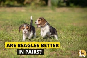 A pair of beagles