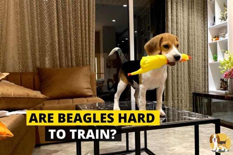 Are Beagles Hard To House Train?
