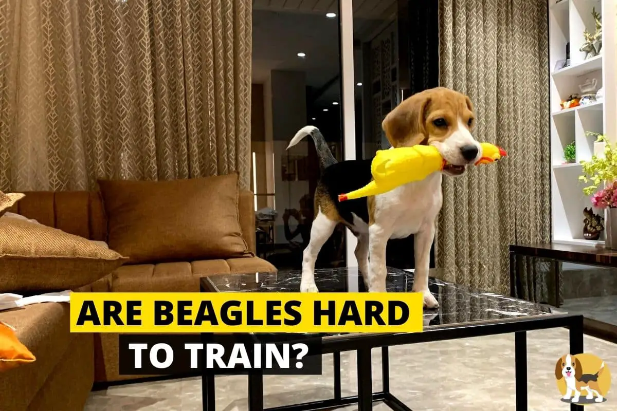 Beagles hard to train