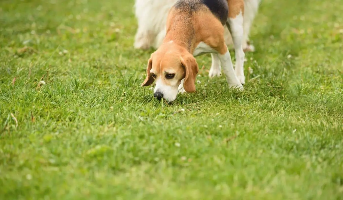 beagle eating grass