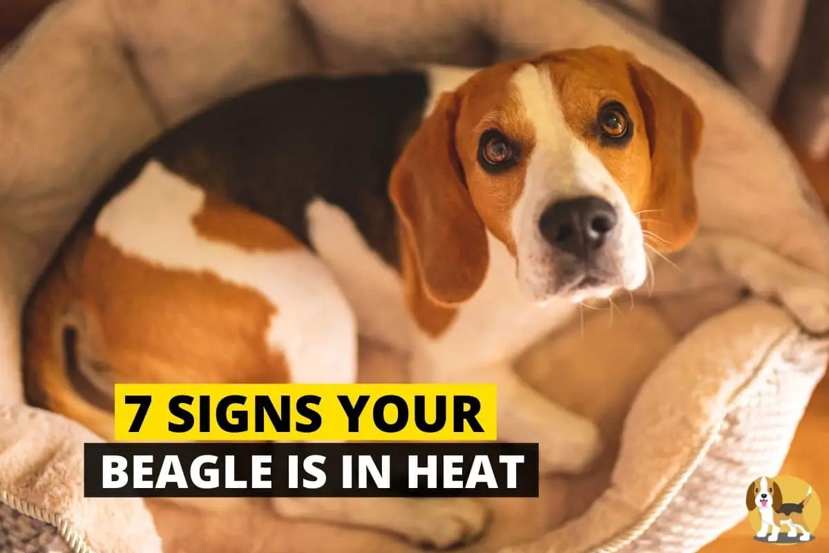 Beagle Heat Sign