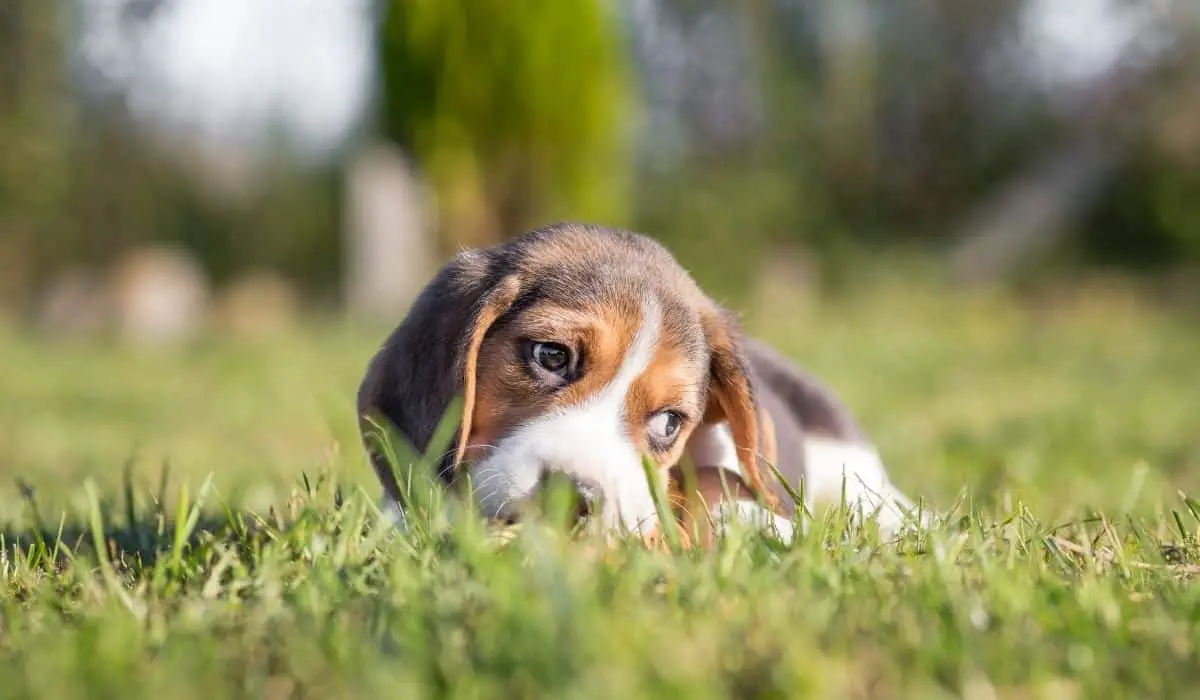 beagle puppy eating grass