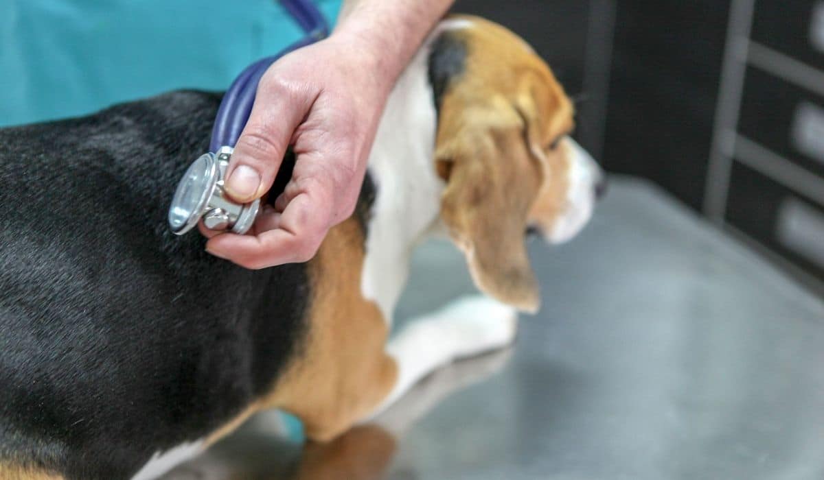 beagle check up by vet