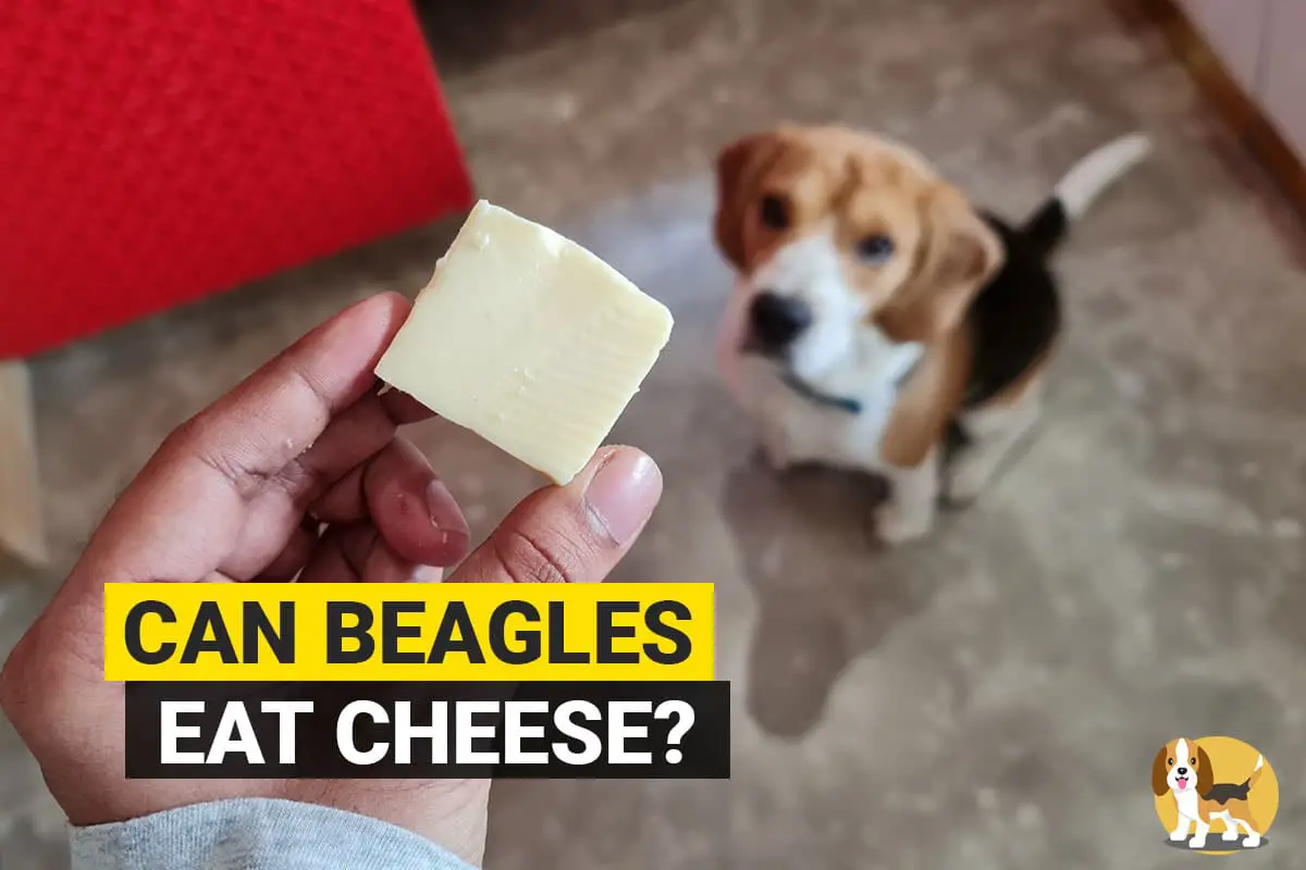 beagle waiting to eat cheese