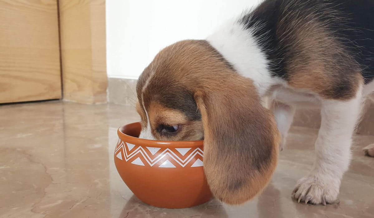 beagle eating