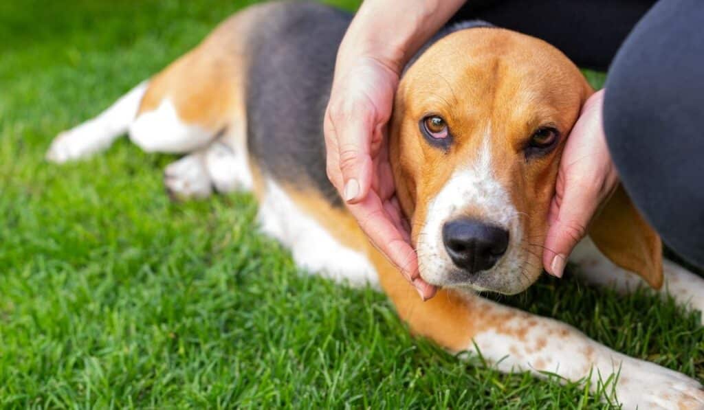 When do Beagles go into Heat: 7 Signs to Look for - Beagle Care