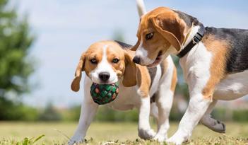 are beagles better in twos