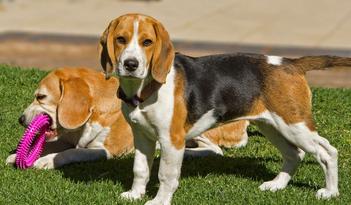 are beagles better in twos