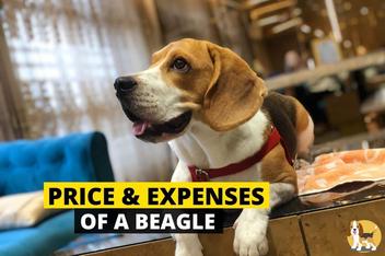 how much is a beagle puppy cost