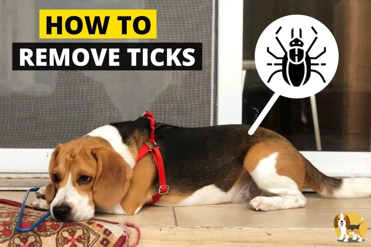 remove ticks from beagle