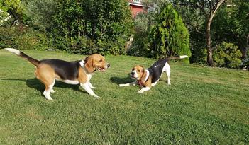 are beagles better in twos