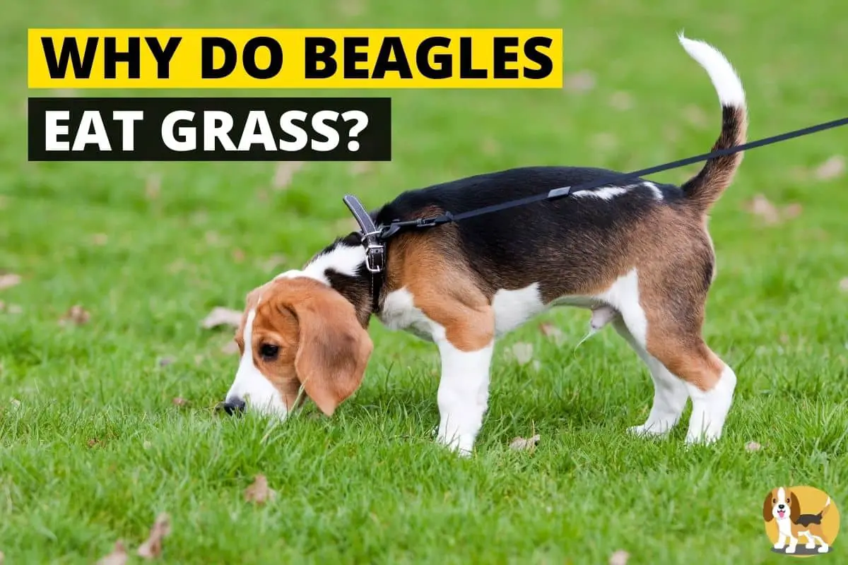 Beagle eating grass