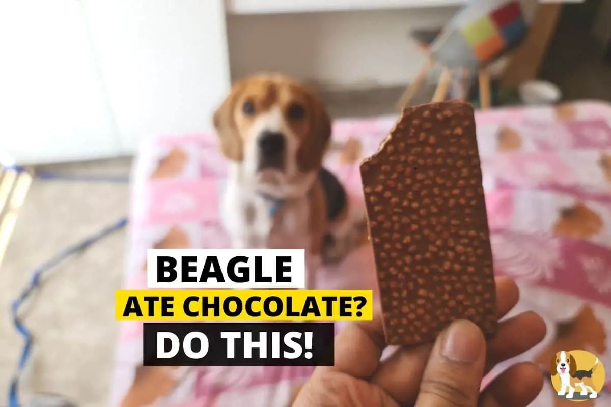 beagle ate chocolate