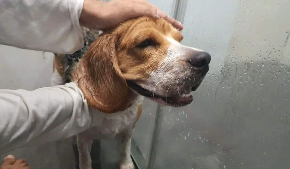 beagle bathing in 6 steps