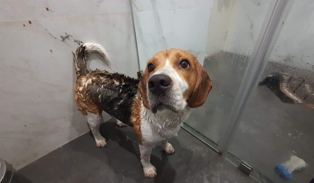 How often should you Bathe your Beagle Beagle Care