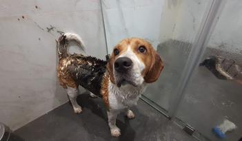 how often should you bathe a beagle