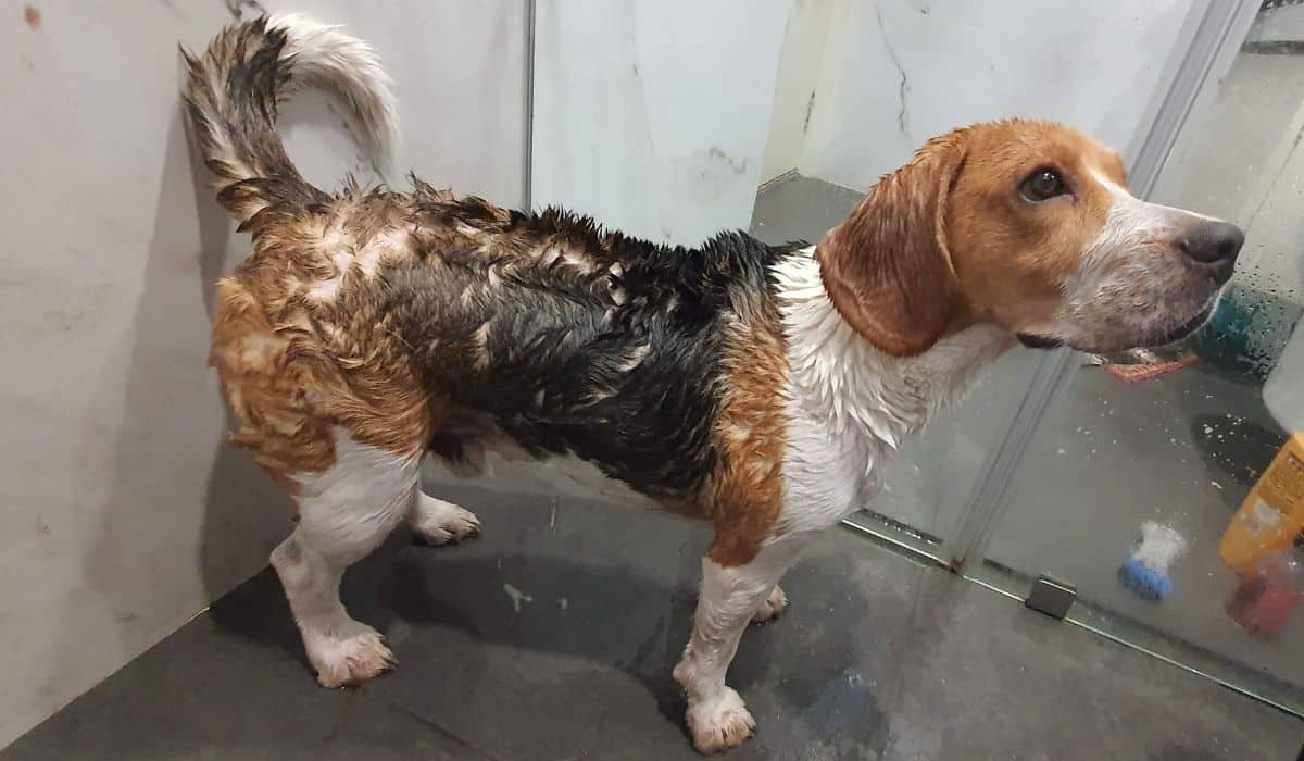 beagle bathing 