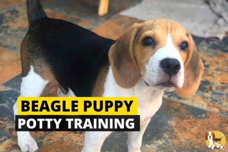 House Training a Beagle Puppy Potty Training in 7 Steps Beagle Care
