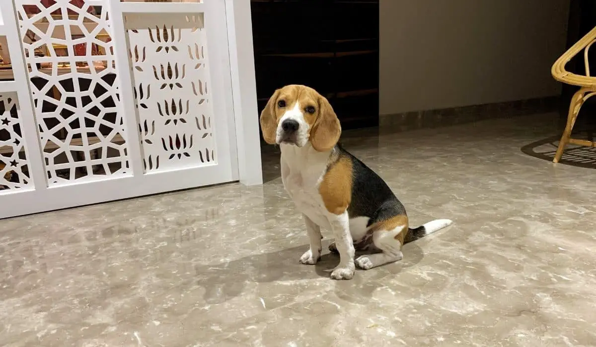 beagle sitting