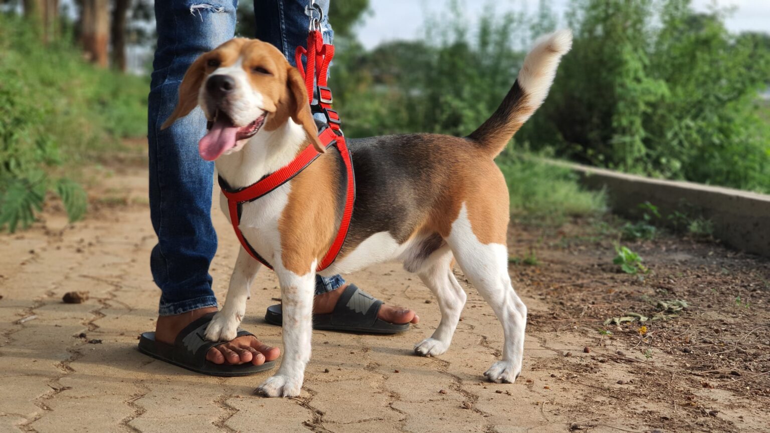 House Training a Beagle Puppy Potty Training in 7 Steps Beagle Care