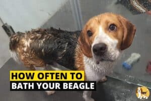 Beagle bathing
