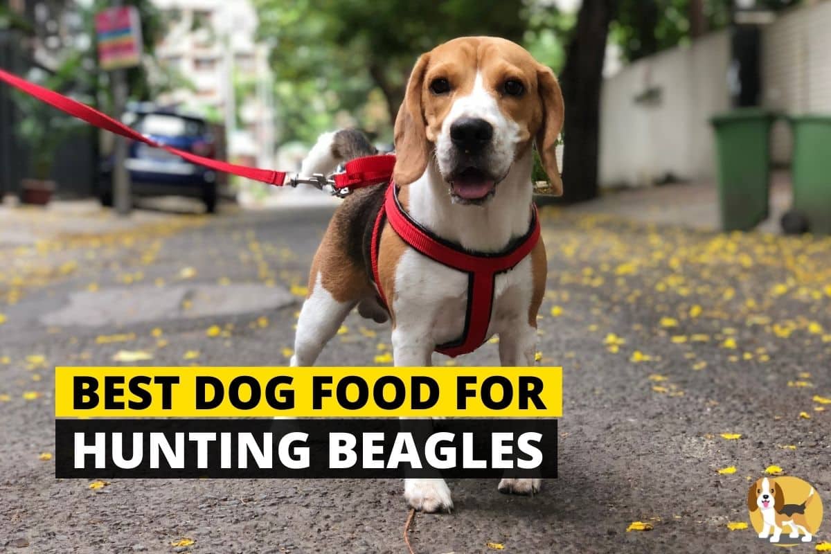 best dog food for hunting beagles