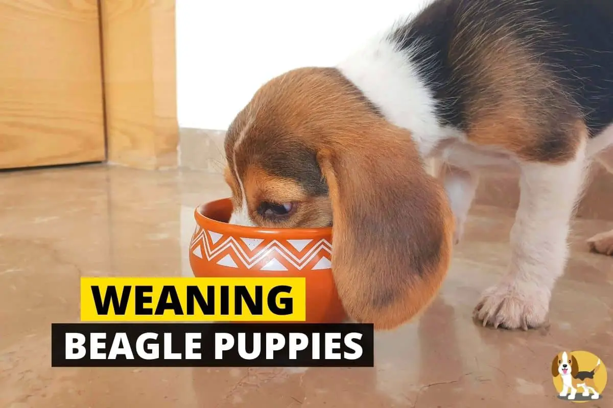 weaning beagle puppies