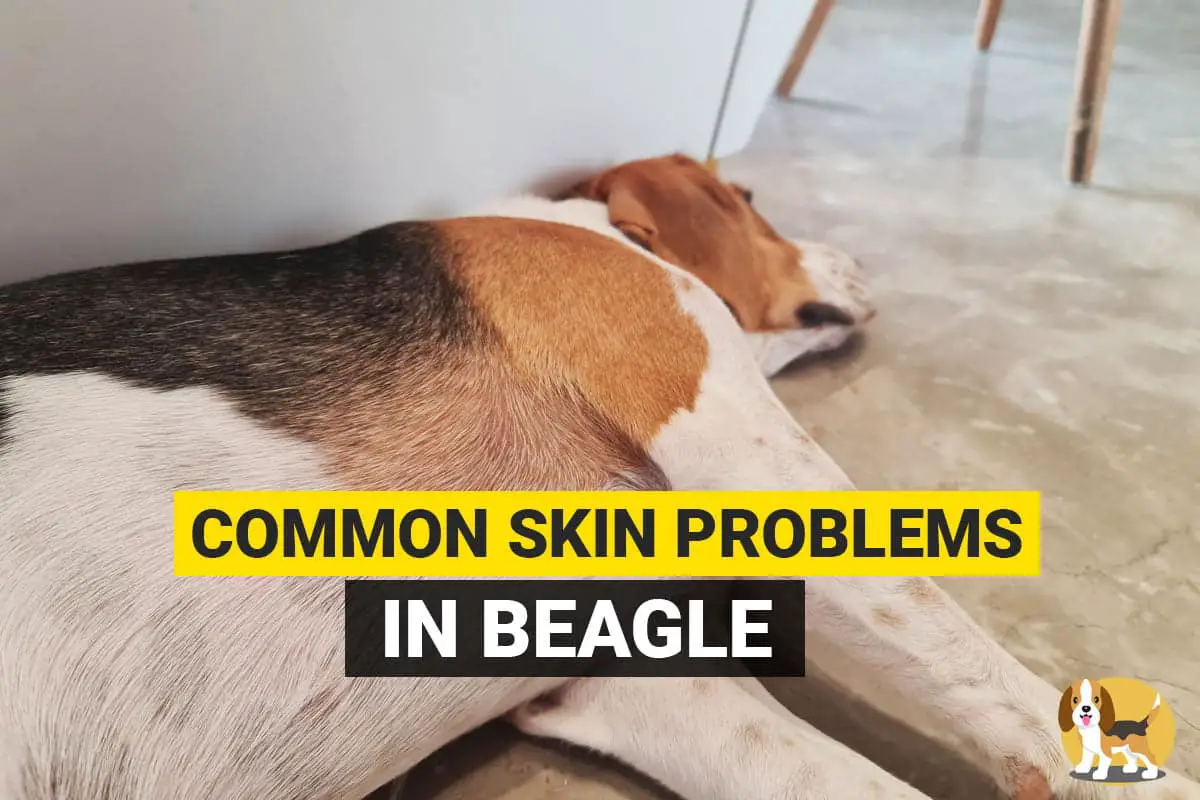 beagle skin problem