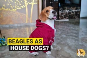 beagle in a house