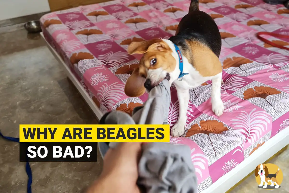 bad beagle