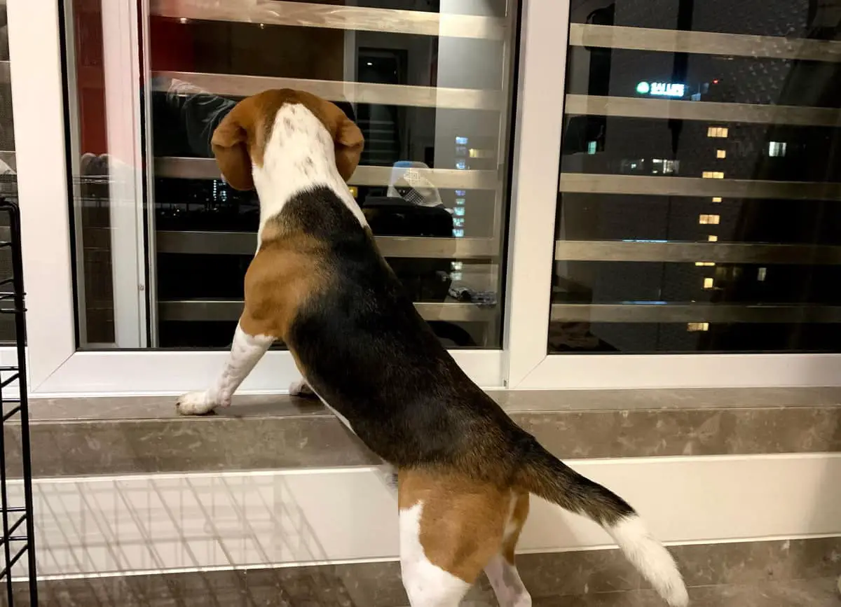 beagle as apartment dog