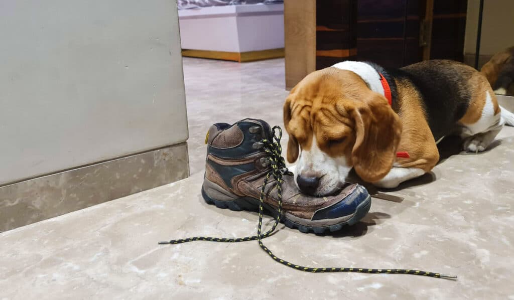 Why are Beagles so Bad? The Harsh Truth Beagle Care