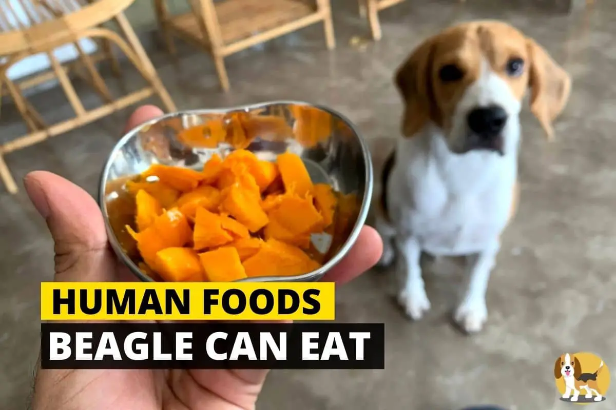 human food beagles can eat