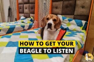 make your beagle listen to you