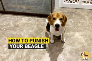 How to punish your beagle