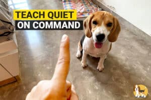 how to teach your beagle quiet on command