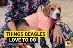 things beagles love to do