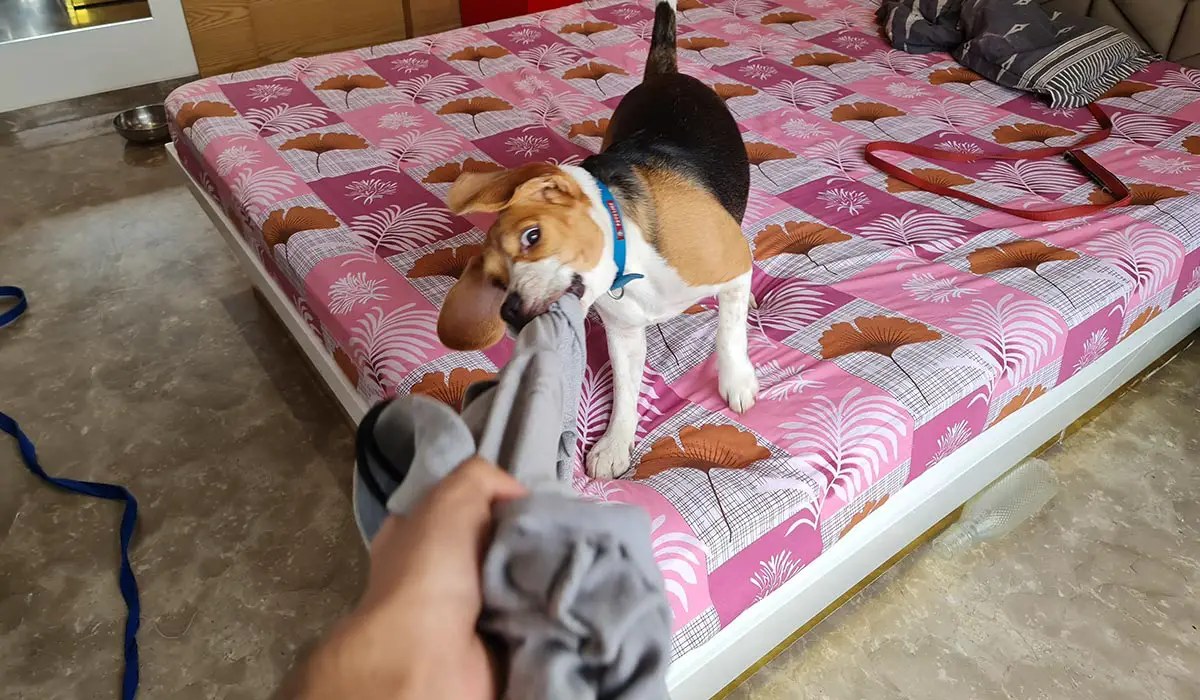 beagle playing tug of war