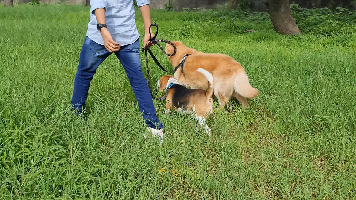 beagle with golden retriever