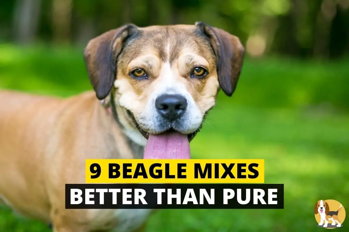 best beagle mix