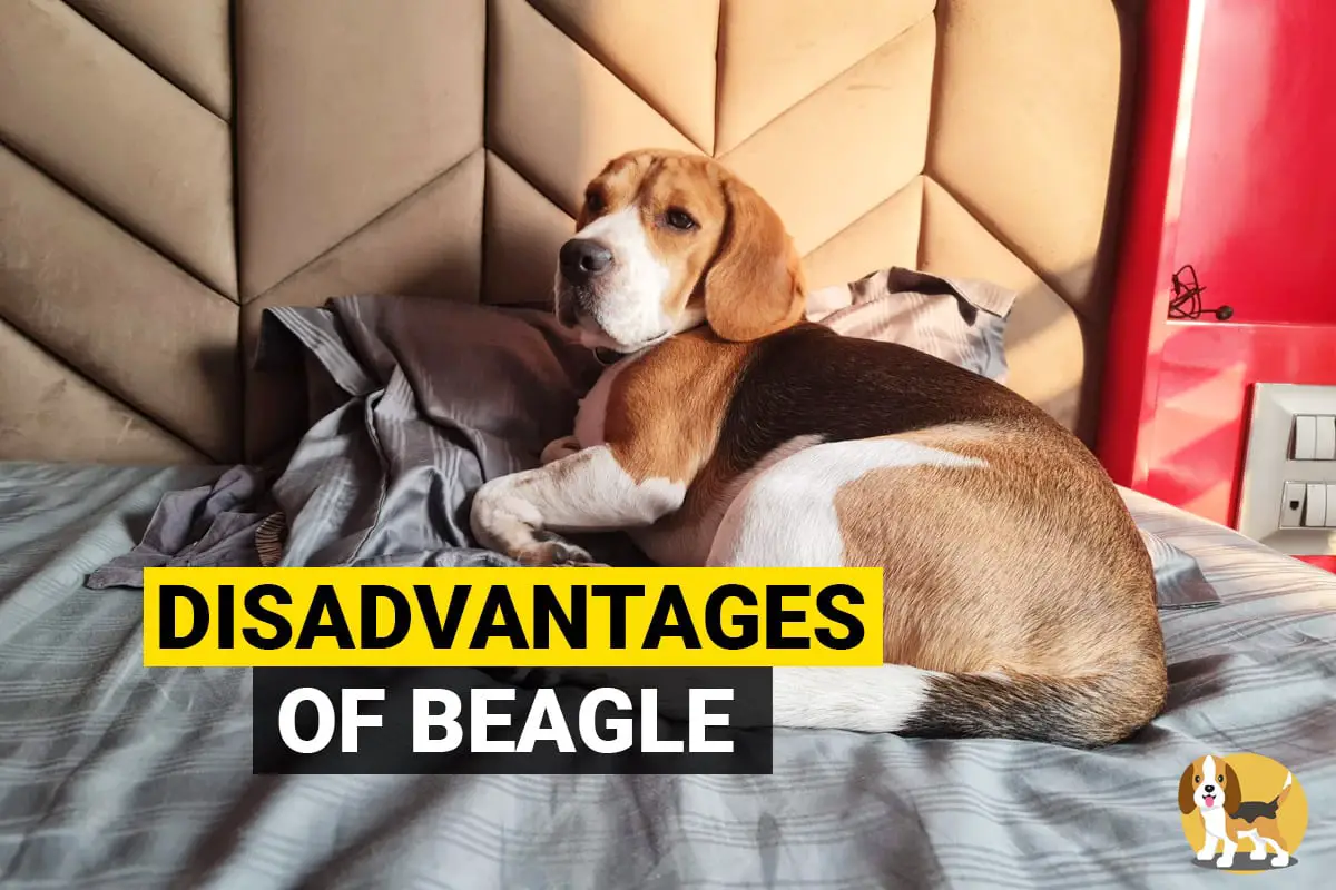 disadvantages of owning a beagle