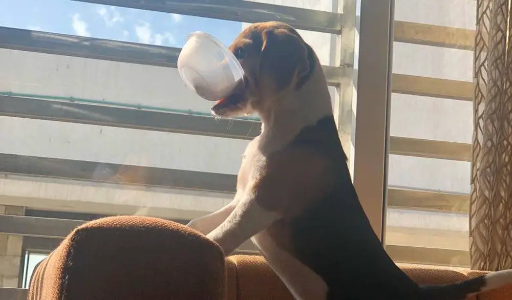 beagles are stubborn