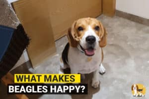 Happy beagle