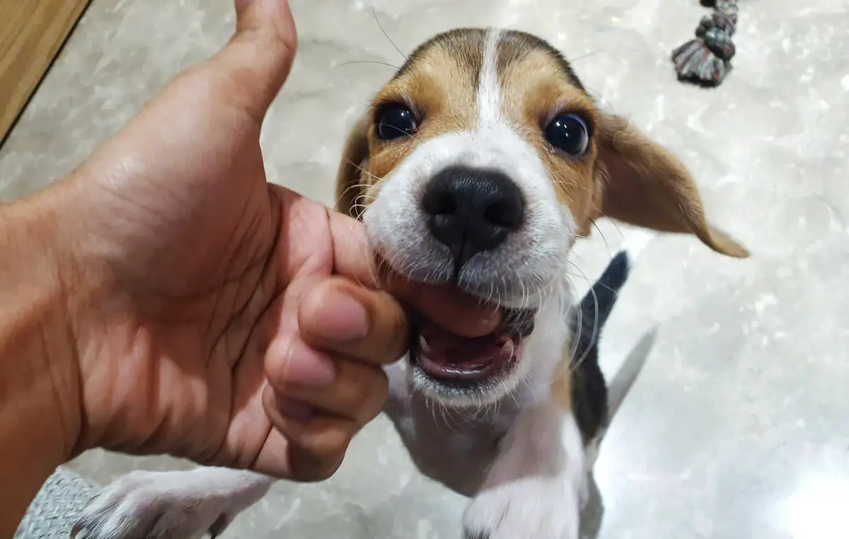 3 to 6 months old beagle biting