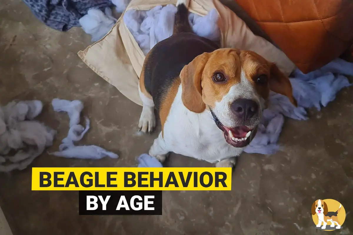 beagle behavior by age