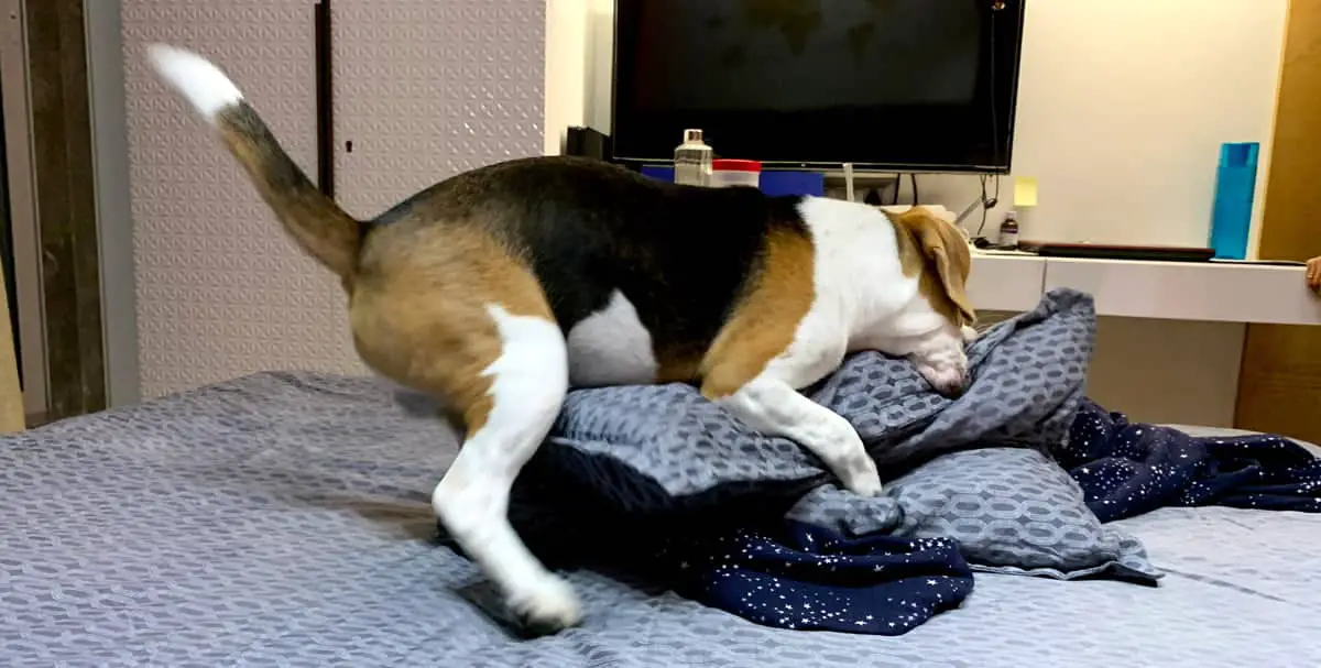 6 months old beagle puppy humping
