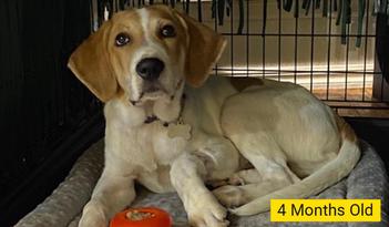 can a beagle and a pyrenean mountain dog be friends