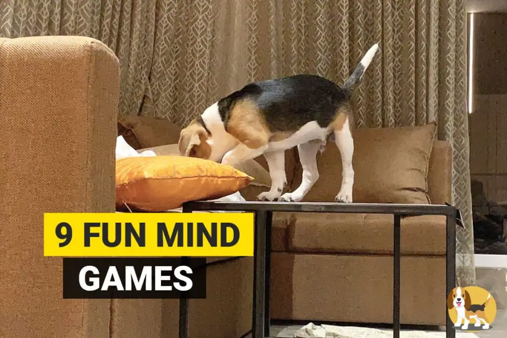 mind games for beagle