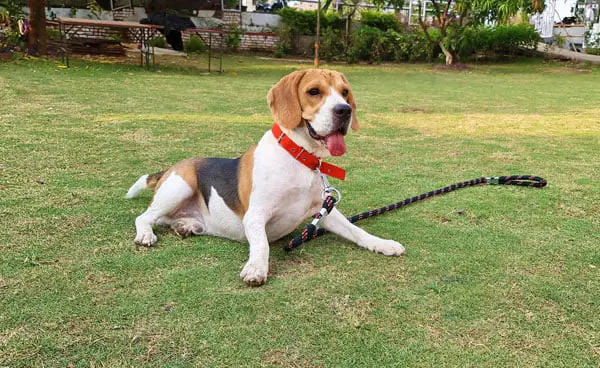 hero beagle