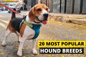 Popular Hound Dogs